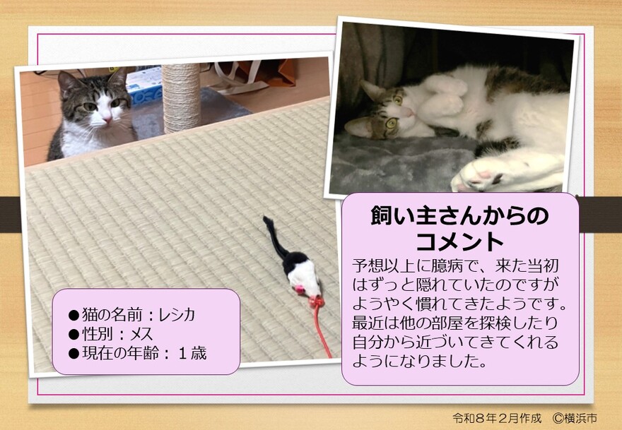 猫の写真(レシカ)