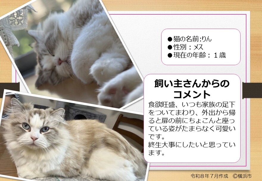 猫の写真（りん）
