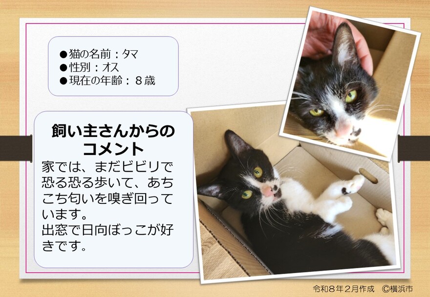 猫の写真(タマ)