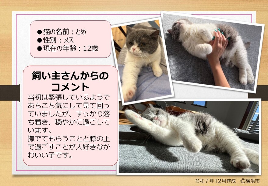 猫の写真(とめ)