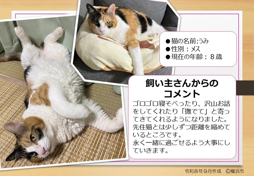 猫の写真(うみ)