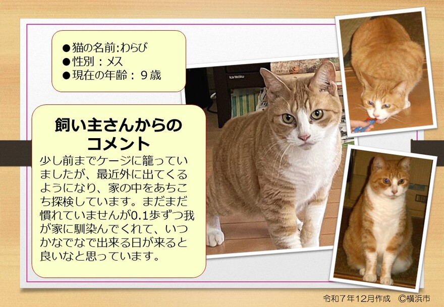 猫の写真(わらび)