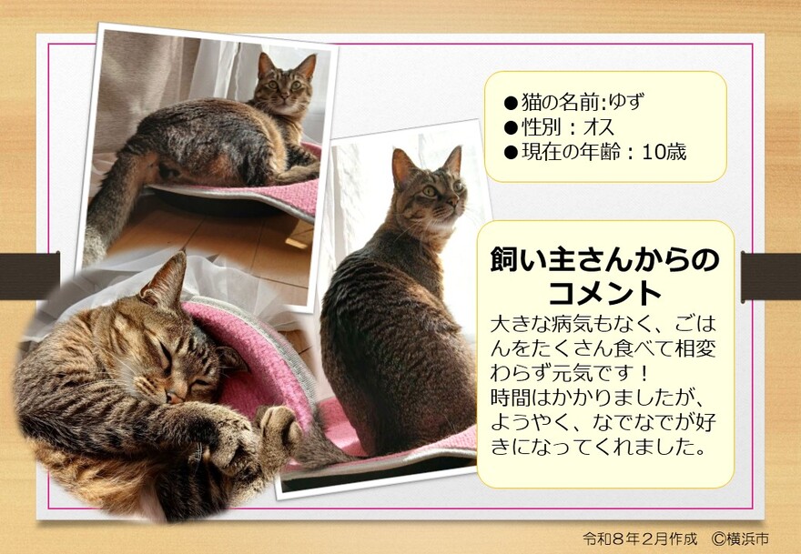 猫の写真(ゆず)