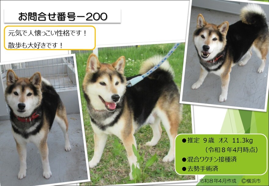 譲渡犬の写真①