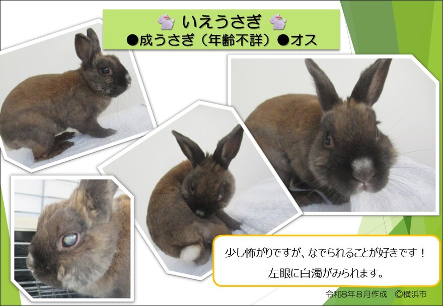 いえうさぎの写真