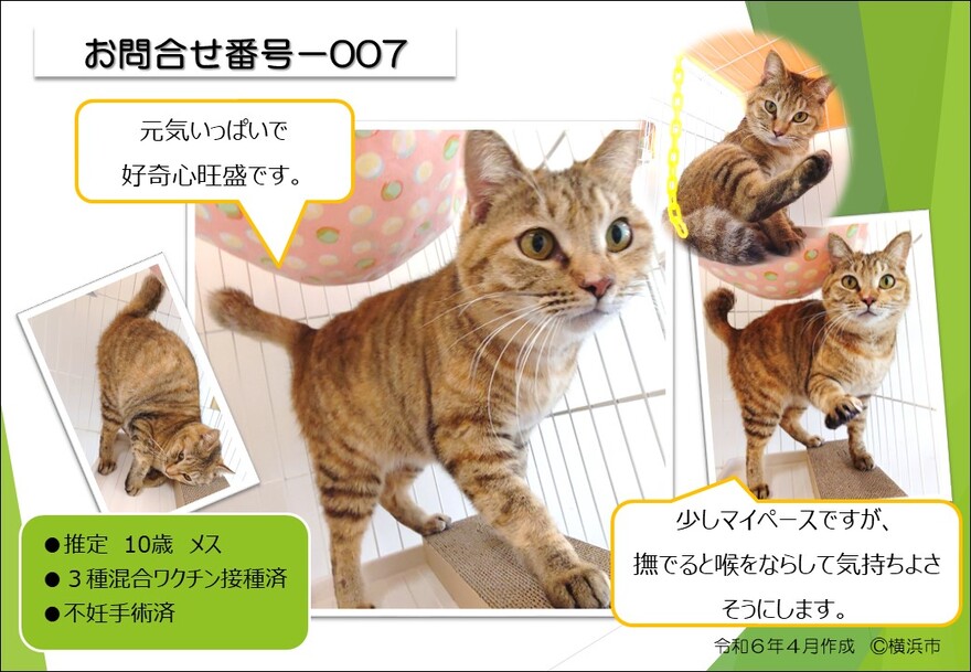 รูปของแมว 007