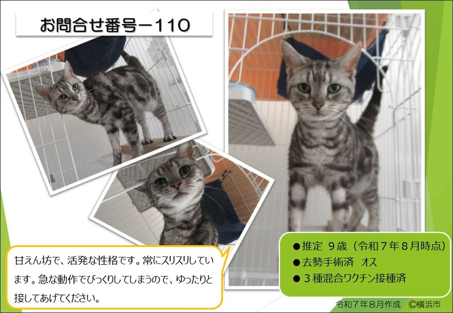 110の猫の写真