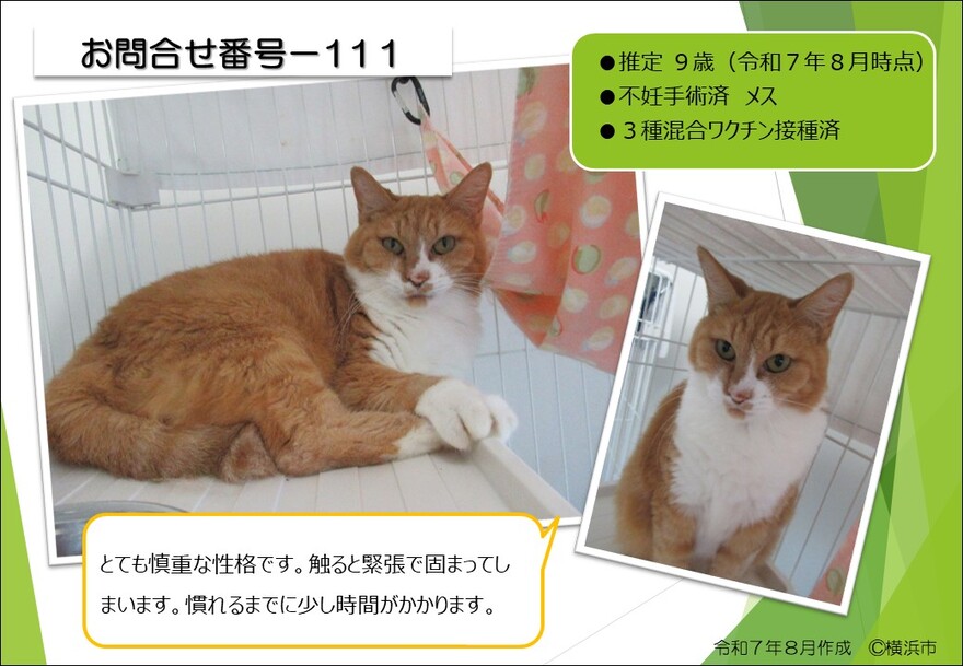 111の猫の写真