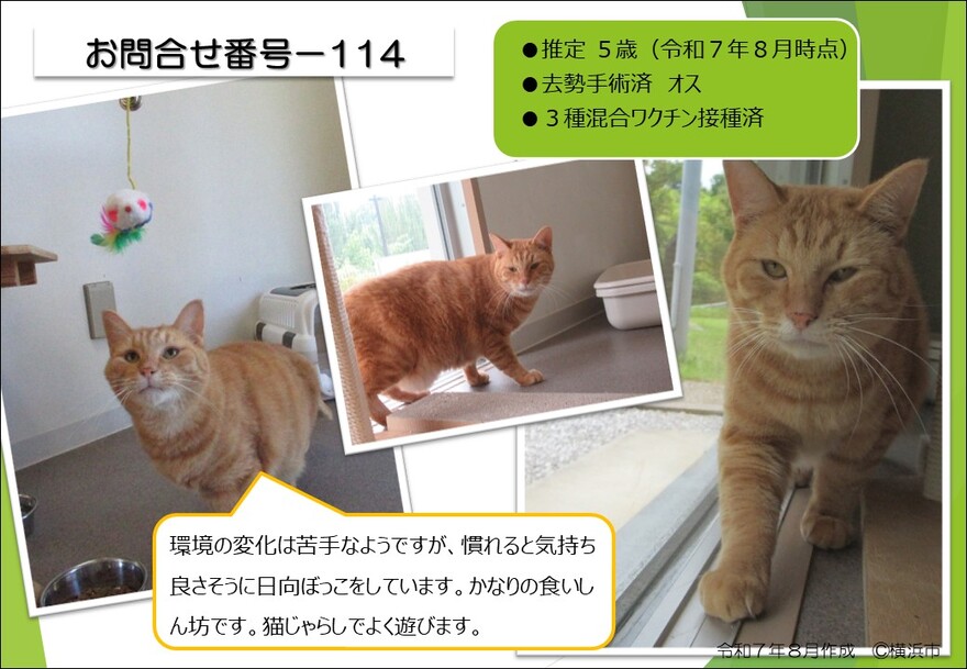 114の猫の写真