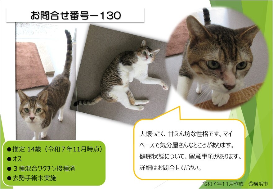130の猫の写真