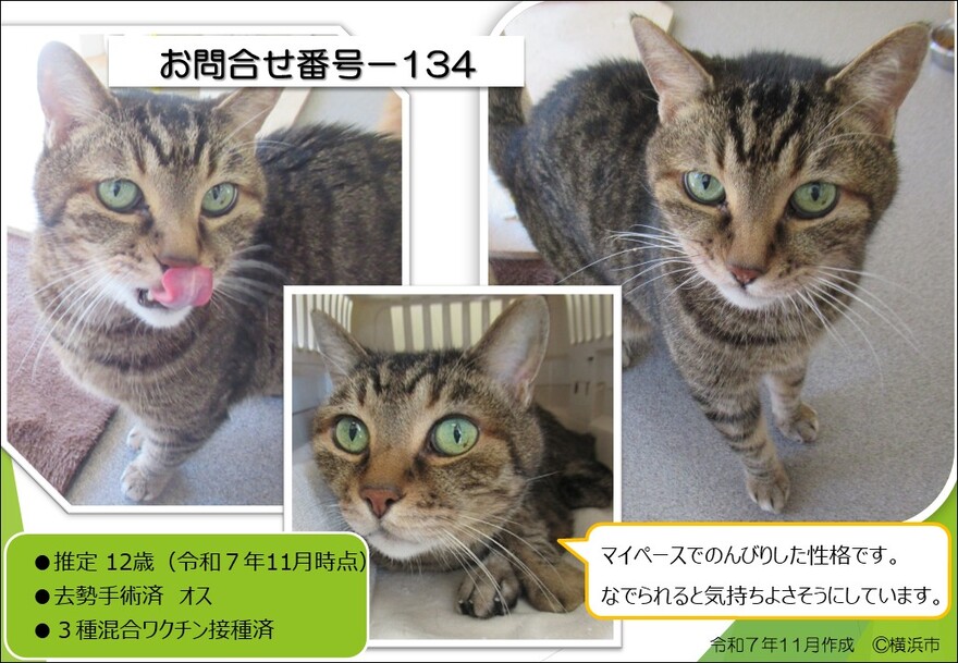 134の猫の写真