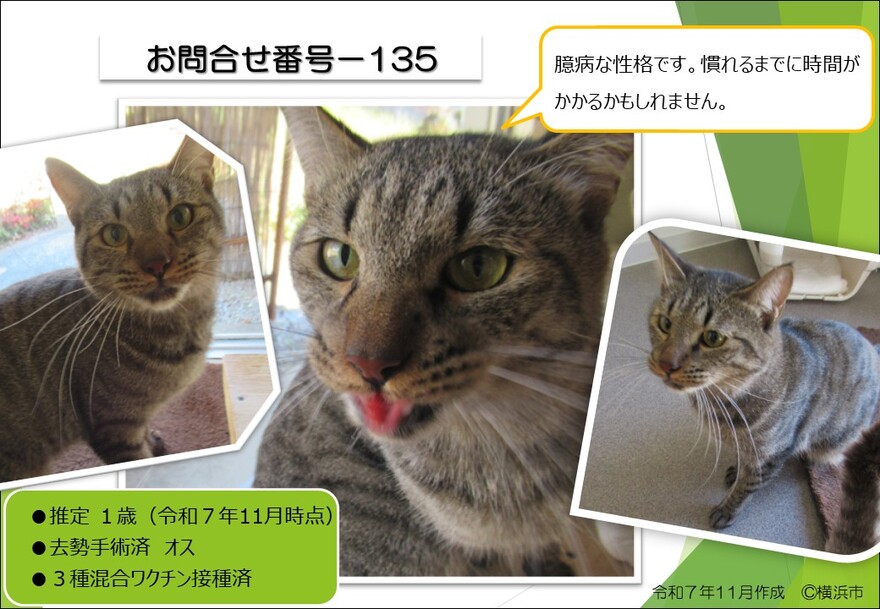 135の猫の写真