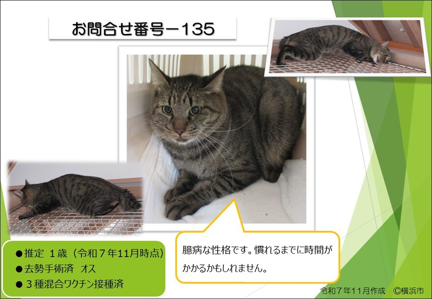 135の猫の写真