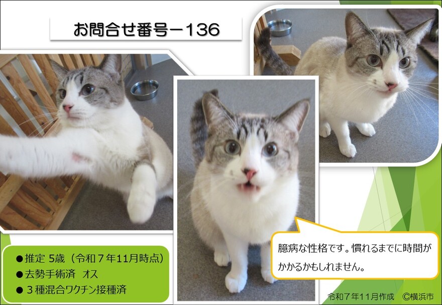136の猫の写真