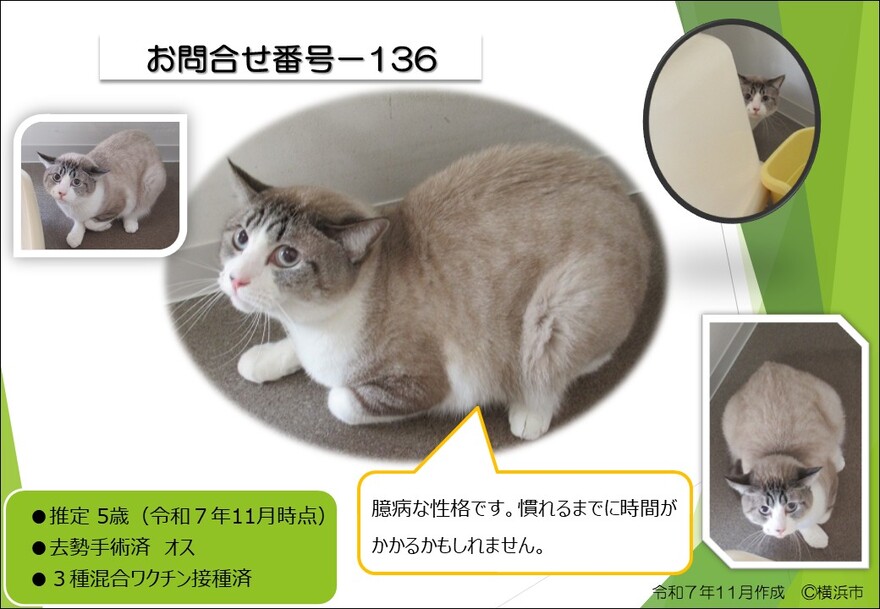 136の猫の写真