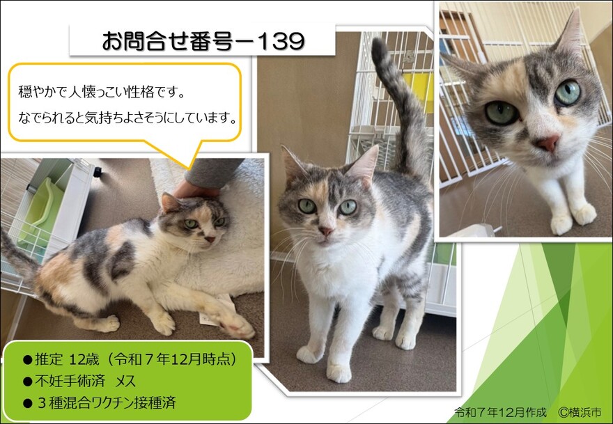 139の猫の写真