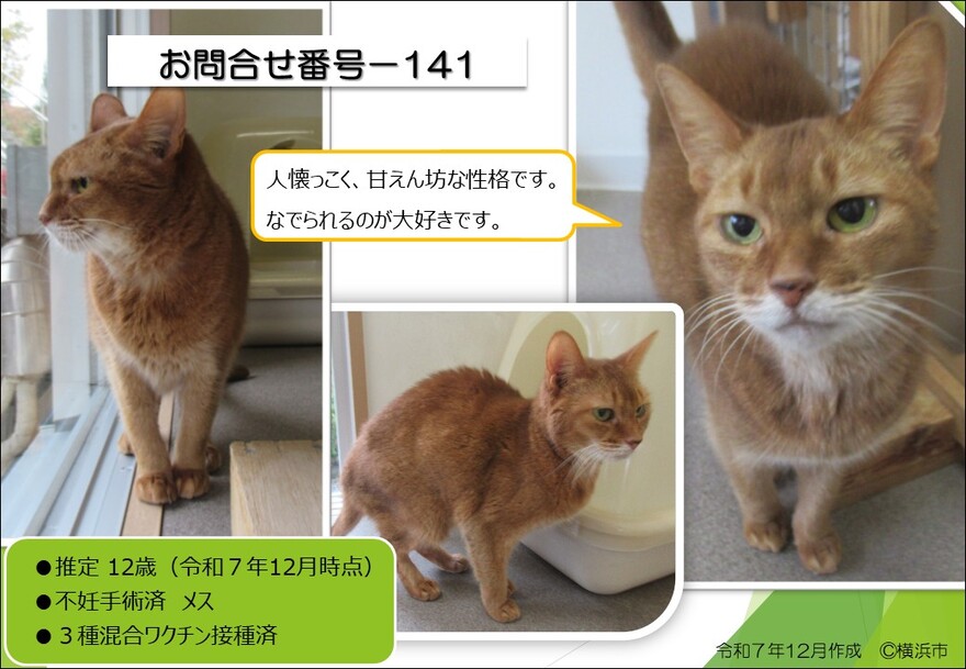 141の猫の写真