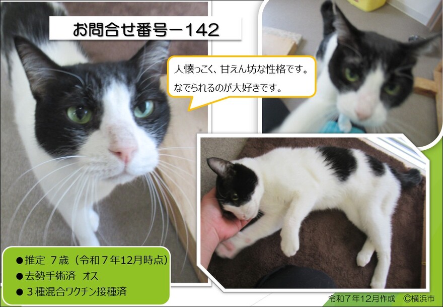 142の猫の画像