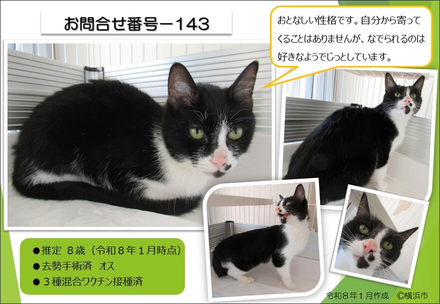 143の猫の写真