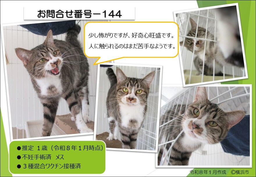 144の猫の写真