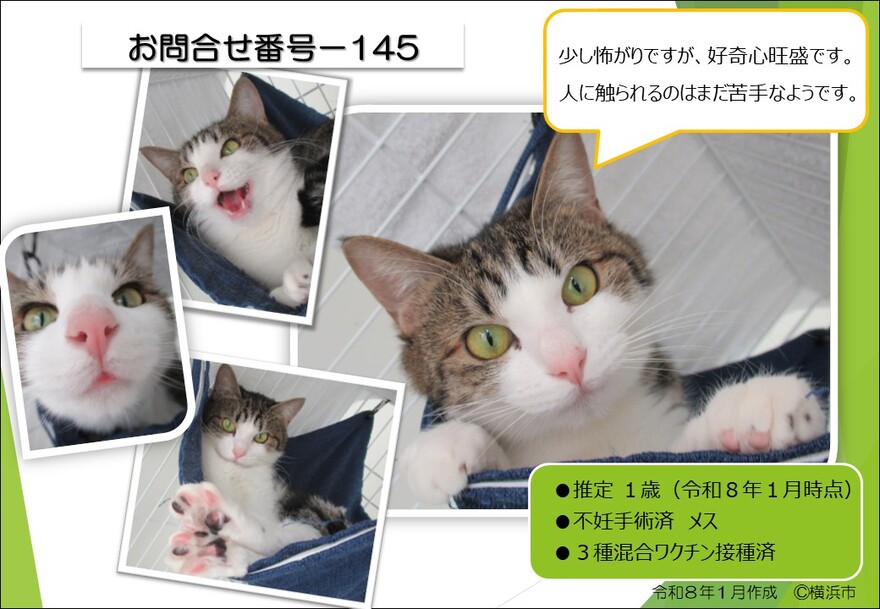 145の猫の写真