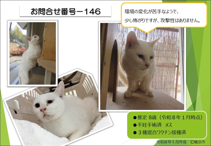 146の猫の写真