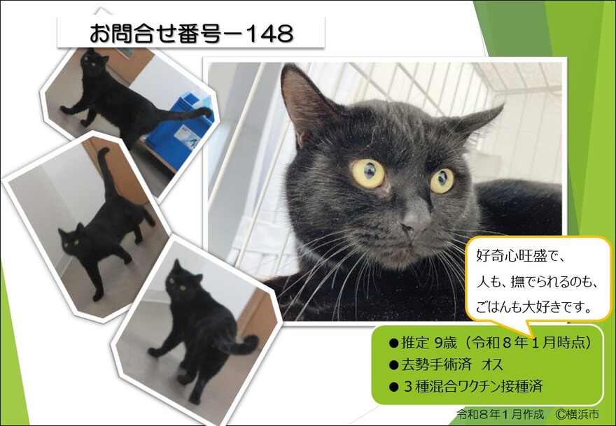 148の猫の写真