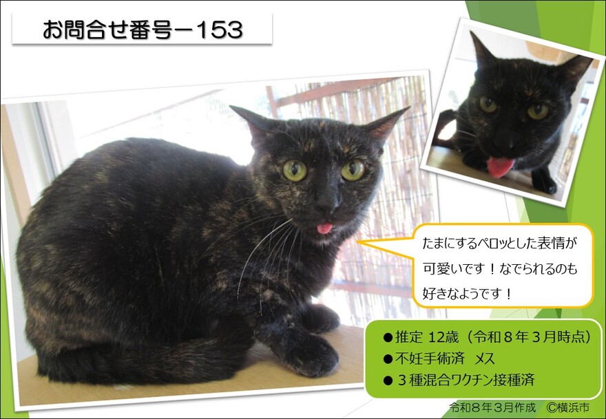153の猫の写真