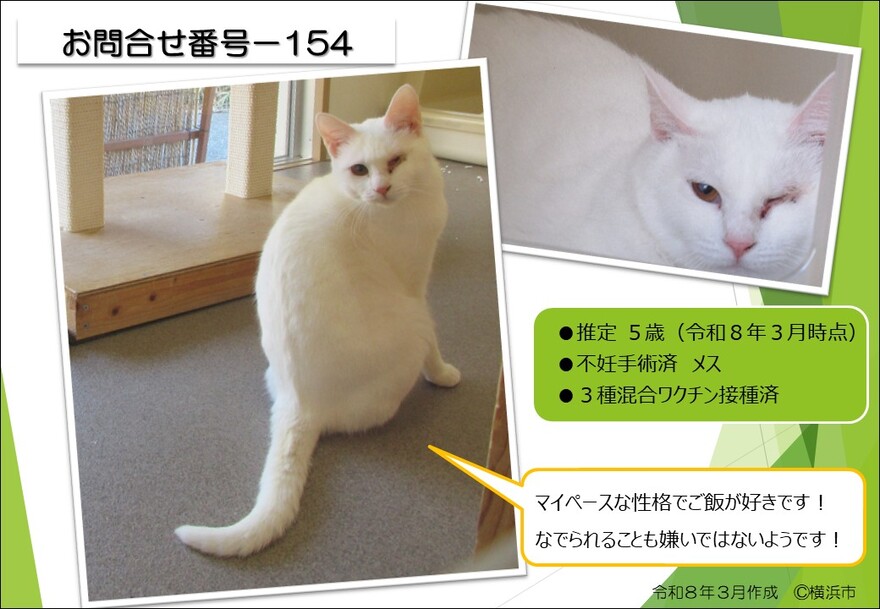 154の猫の写真