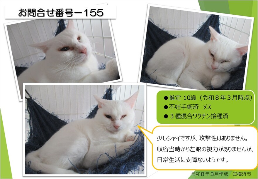 155の猫の写真