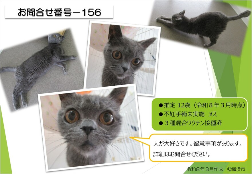 156の猫の写真
