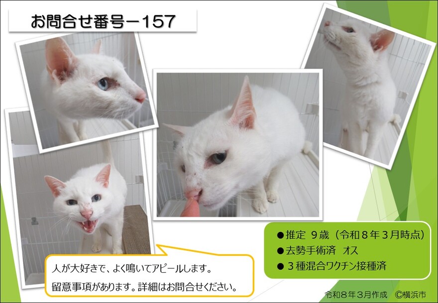 157の猫の写真