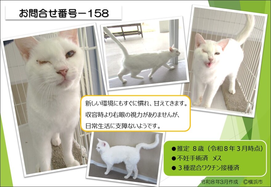 158の猫の写真