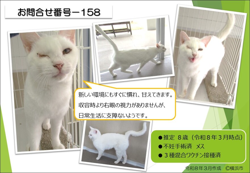 158の猫の写真