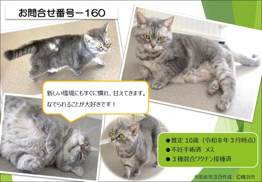 160の猫の写真