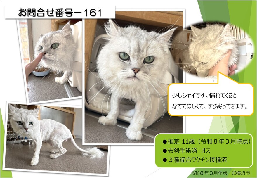 161の猫の写真