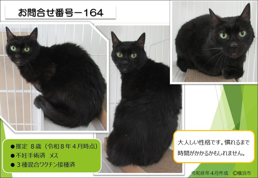 164猫譲渡猫