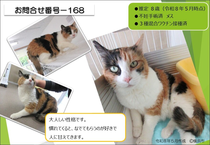168の猫の写真