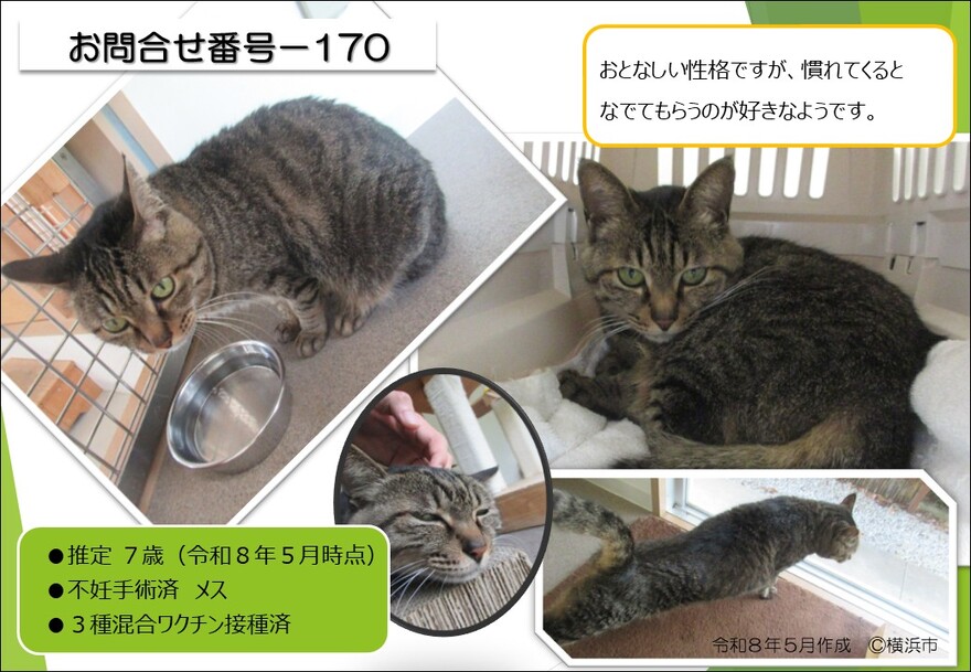 170の猫の写真