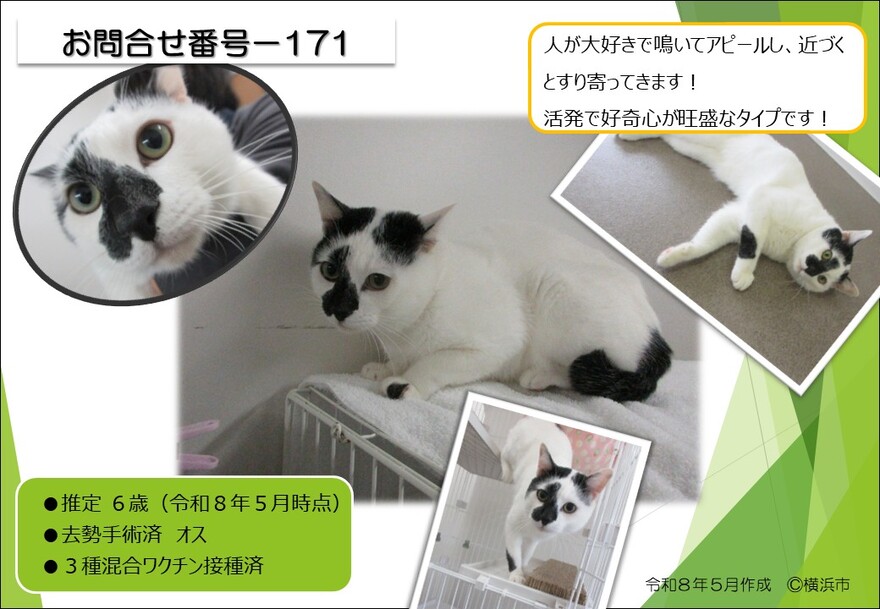 171の猫の写真