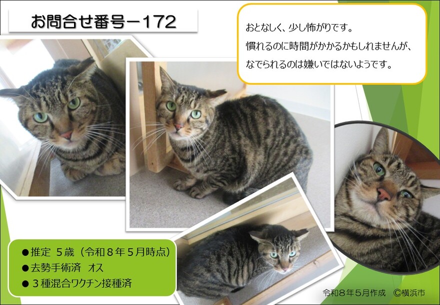 172の猫の写真