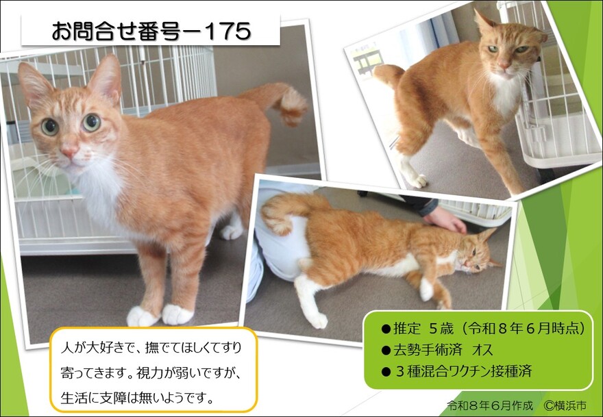 175の猫の写真