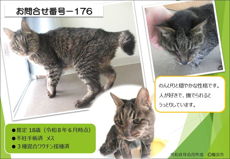 176の猫の写真
