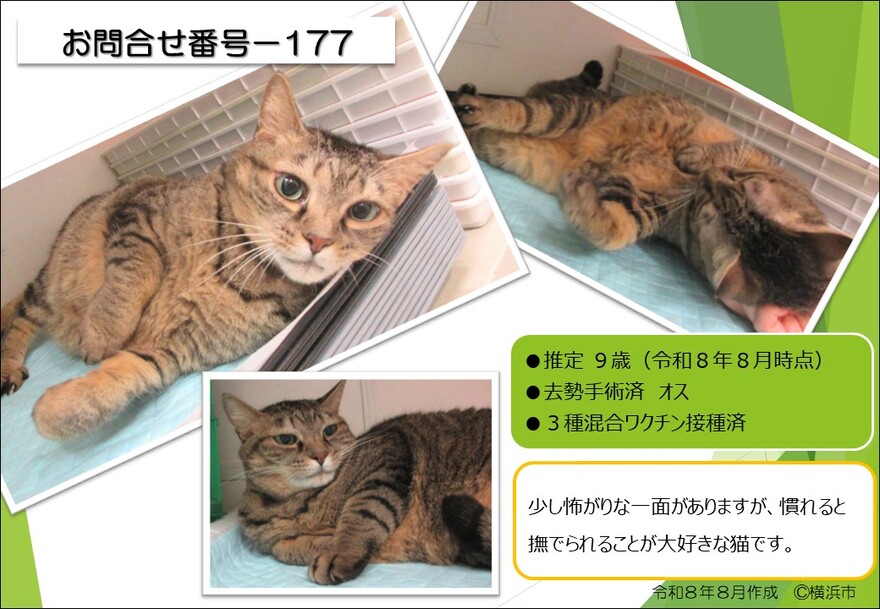 177の猫の写真