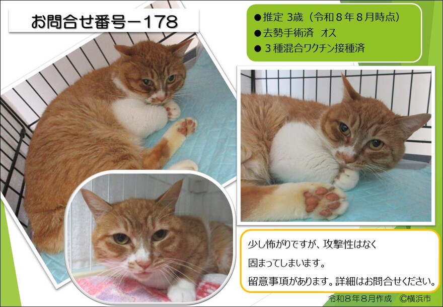 178の猫の写真
