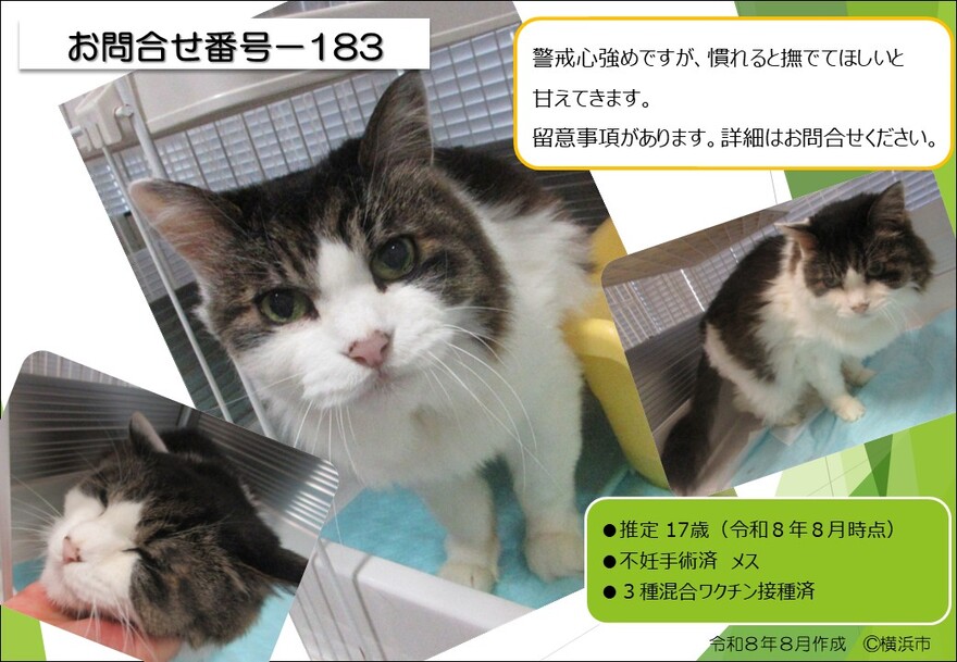 183の猫の写真