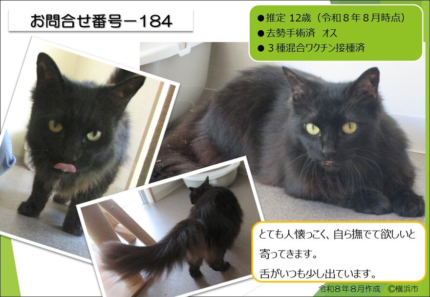 184の猫の写真