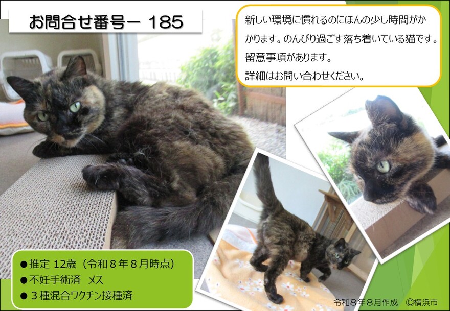 185の猫の写真