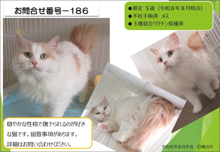 186の猫の写真