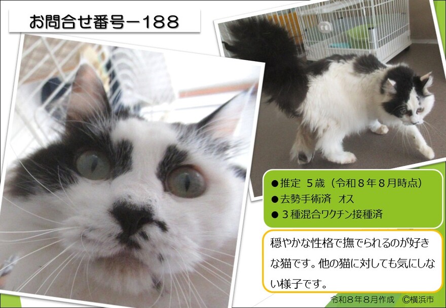 188の猫の写真